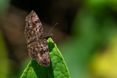 Gorgythion begga begga