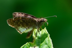 Gorgythion begga begga