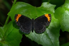 Charis cadytis