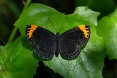 Charis cadytis
