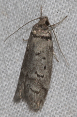 Ericrypsina chorodoxa