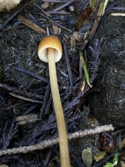 Conocybe coprophila