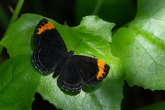 Charis cadytis