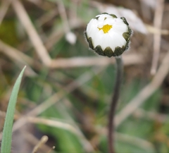 Bellis pappulosa