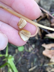 Conocybe coprophila