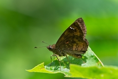 Nisoniades macarius