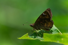 Nisoniades macarius