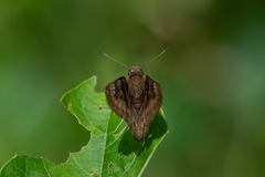 Nisoniades macarius