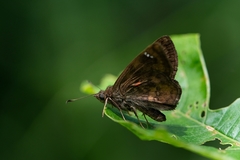 Nisoniades macarius