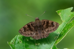 Nisoniades macarius