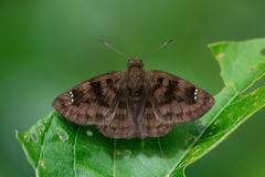 Nisoniades macarius