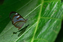 Ithomia agnosia zikani