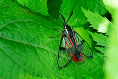Argyroeides ophion