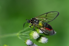 Argyroeides ophion