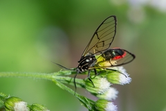 Argyroeides ophion