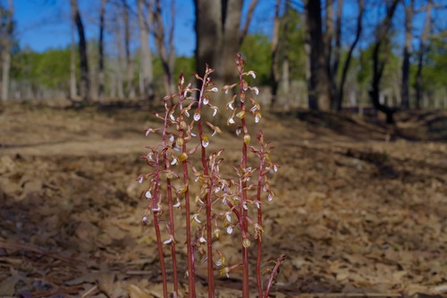 Spring coralroot (Corallorhiza wisteriana)