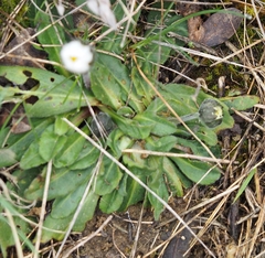 Bellis pappulosa