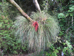 Fascicularia bicolor