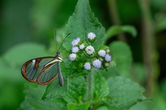 Ithomia agnosia zikani