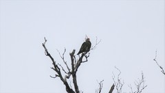 Ptilinopus aurantiifrons