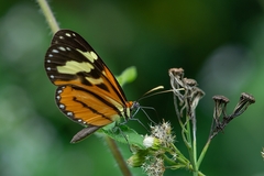 Hypothyris euclea laphria