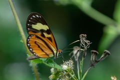 Hypothyris euclea laphria