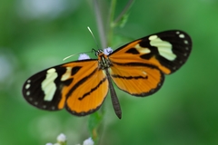 Hypothyris euclea laphria