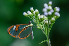 Ithomia agnosia zikani