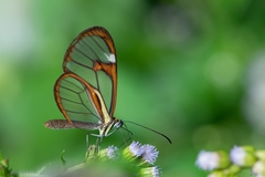 Ithomia agnosia zikani