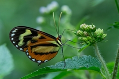 Hypothyris euclea laphria