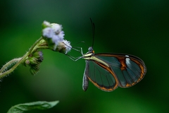 Ithomia agnosia zikani