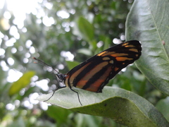 Nymphalidae