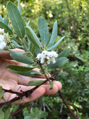 Arctostaphylos nortensis