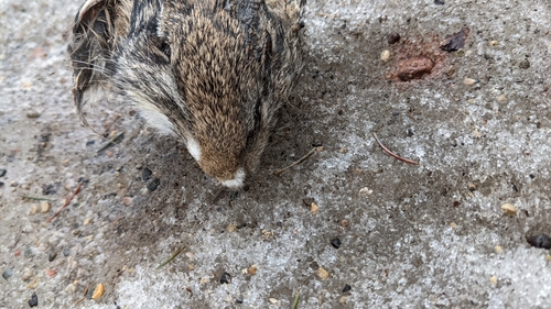 Eastern Cottontail photographed in North Dakota
