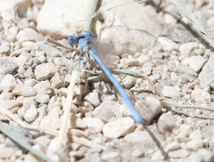 Arabicnemis caerulea