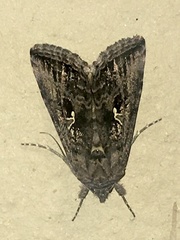 Rachiplusia