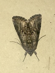 Rachiplusia