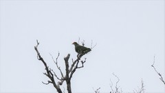 Ptilinopus aurantiifrons