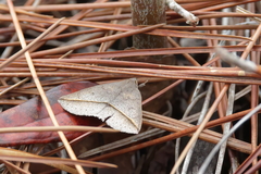 Argyrostrotis flavistriaria