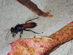 Sphex diabolicus