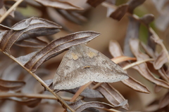 Argyrostrotis flavistriaria