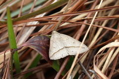 Argyrostrotis flavistriaria