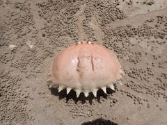 Calappa bilineata