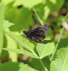 Erynnis icelus image
