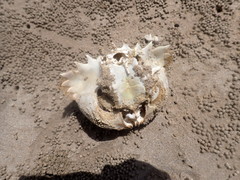 Calappa bilineata
