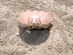 Calappa bilineata