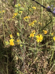 Deinandra pallida