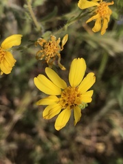 Deinandra pallida