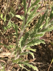 Deinandra pallida