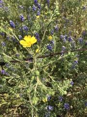 Deinandra pallida